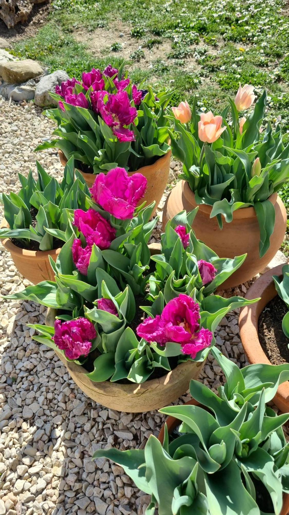 Bed and Breakfast Mas Tulipe De Soie Bevons Экстерьер фото